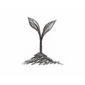 seedling sprouting