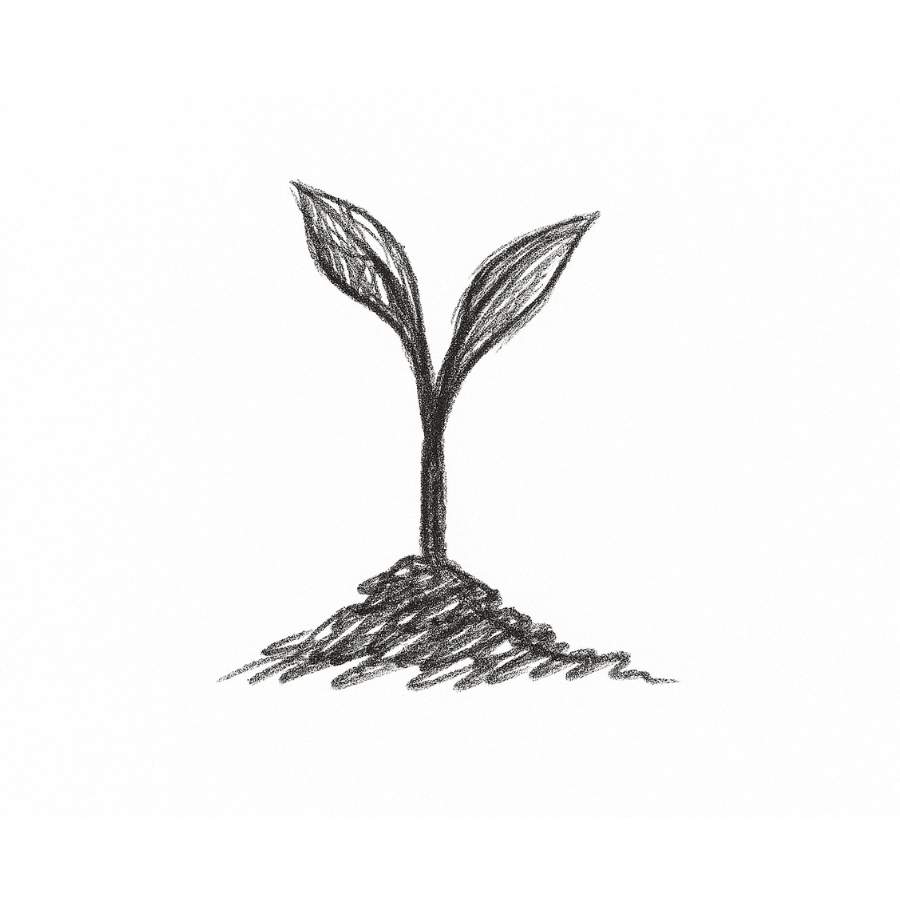 seedling sprouting